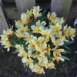 Close-up of yellow flowers blooming outdoors