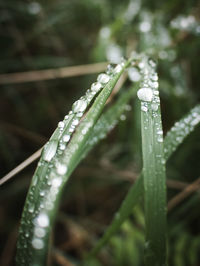 Close-up of wet plant