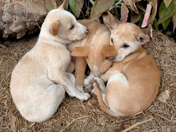 High angle view of dogs sitting outdoors