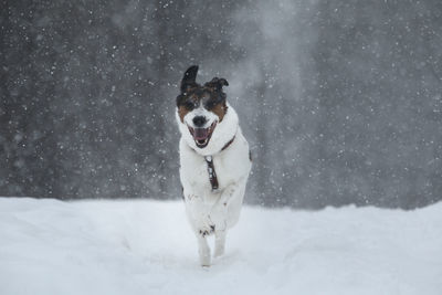 Dog running in snow