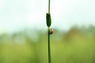 Close-up of small flower bud