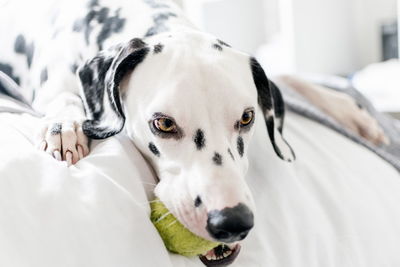 Close-up of dalmatian dog with ball on bed at home