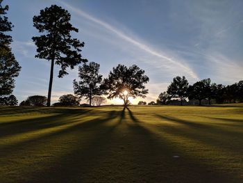 Trees on field against sky