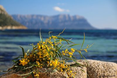 Plant growing on rock by sea against sky