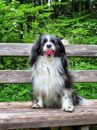 Portrait of dog sitting on bench