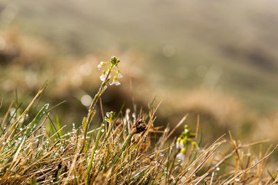 Close-up of insect on grass in wheat field