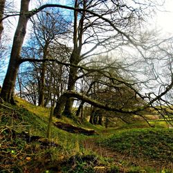 Bare trees in forest