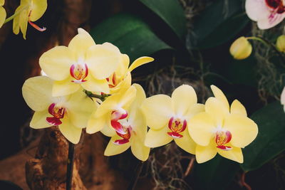 Close-up of pink flowers