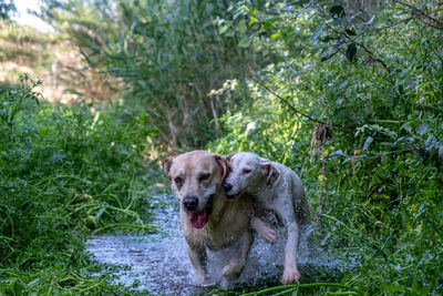 Portrait of a dog