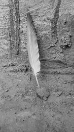 High angle view of feather on wall