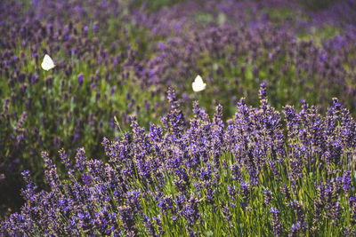 Beautiful violet flowers in a lavender field with butterflies