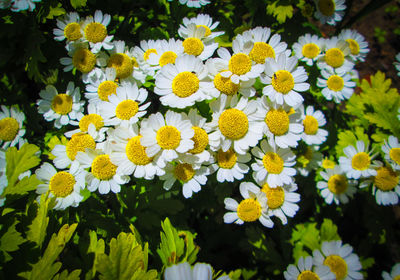 Close-up of yellow daisy flowers