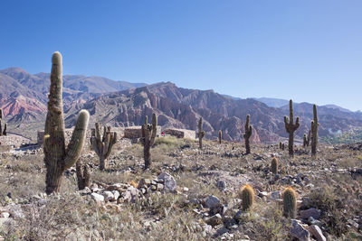 Puna tilcara cactus