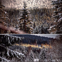 Pine trees in forest during winter