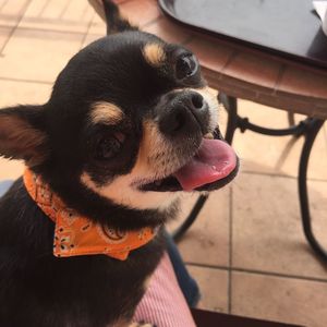 Close-up portrait of dog