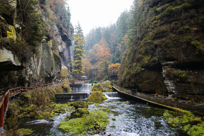 Scenic view of river amidst trees in forest