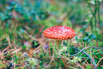 fungus