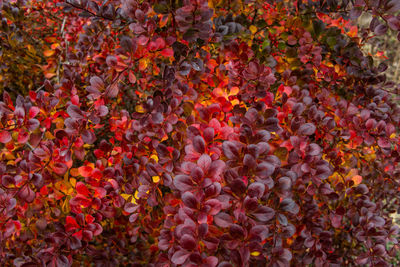 Full frame shot of orange flowering plants