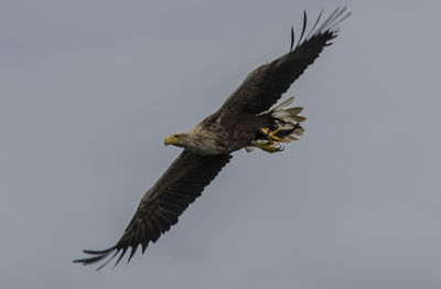 Low angle view of sea eagle flying against clear sky