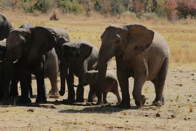 View of elephant on field