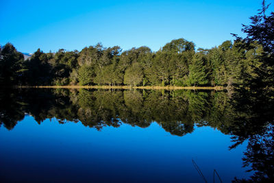 Reflection of trees in lake against clear blue sky