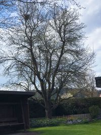 Low angle view of tree against sky