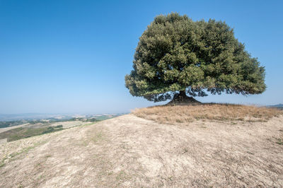 Tree on landscape against clear blue sky