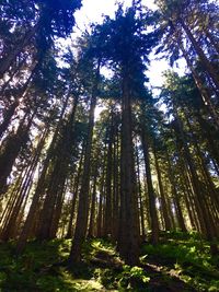 Low angle view of trees in forest