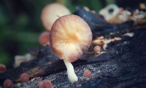 Close-up of mushroom growing on field