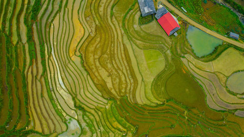 Full frame shot of rice paddy