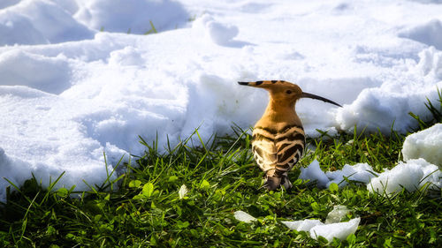 View of birds on snow covered land