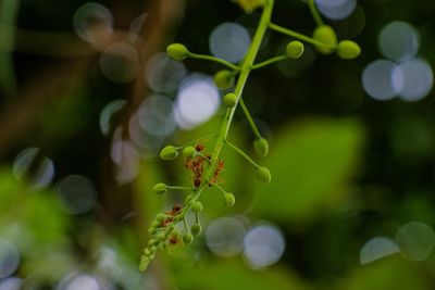 Close-up of ant on tree