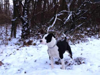 Dog on field during winter