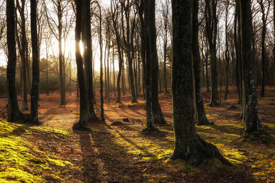 Trees in forest