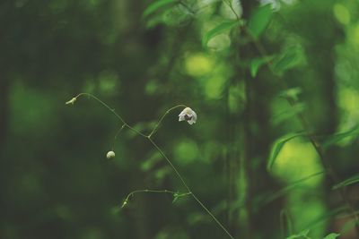 Close-up of flowering plant