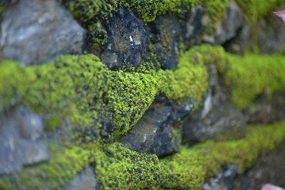 Close-up of moss growing on rock