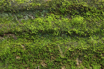 Full frame shot of moss growing on land