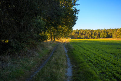 Scenic view of trees on field against sky