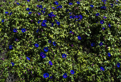 Close-up of flowers blooming outdoors