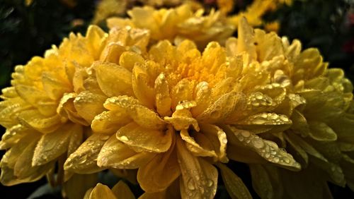 Close-up of yellow flowers blooming outdoors