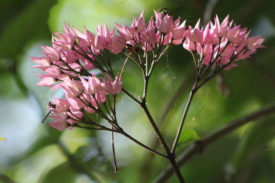 Close-up of pink flowering plant