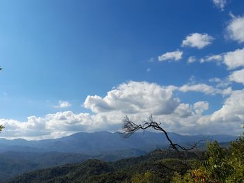 Low angle view of trees against sky