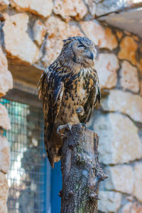 Eurasian eagle owl perching on wooden post at zoo