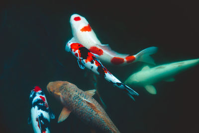 Close-up of fish swimming in sea