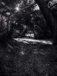 People walking on footpath in forest