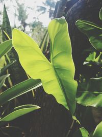 Close-up of leaves against blurred background