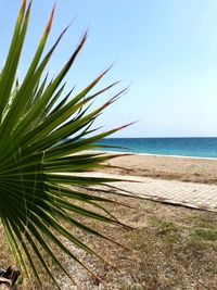 Close-up of palm tree by sea against clear sky