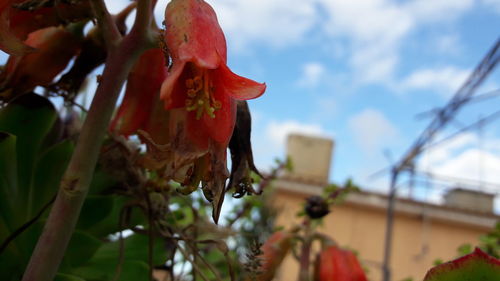 Low angle view of red flowers on tree