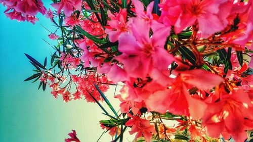 Close-up of pink cherry blossoms