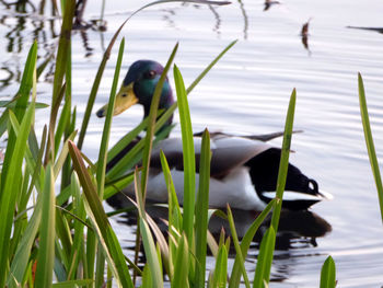 Duck swimming on lake